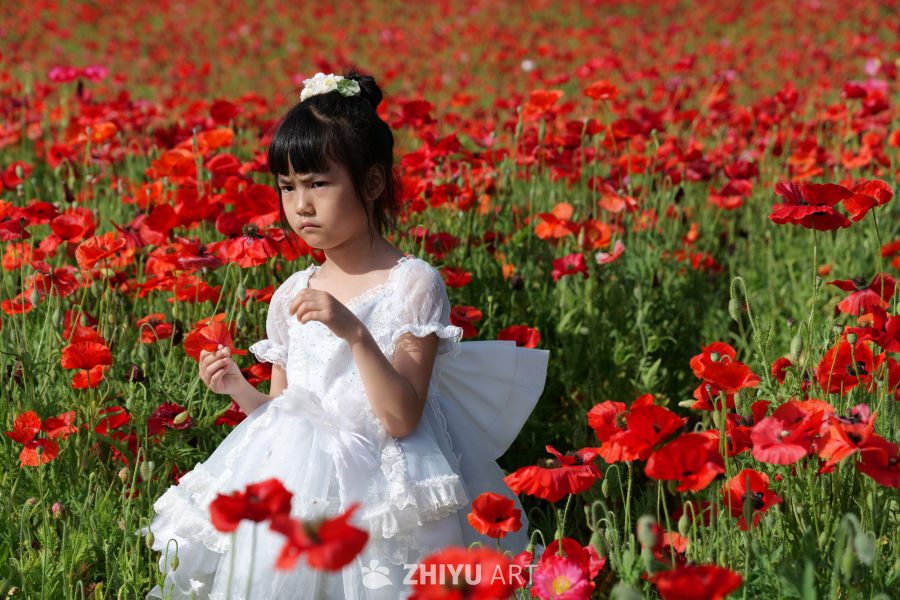 虞美人花海 11