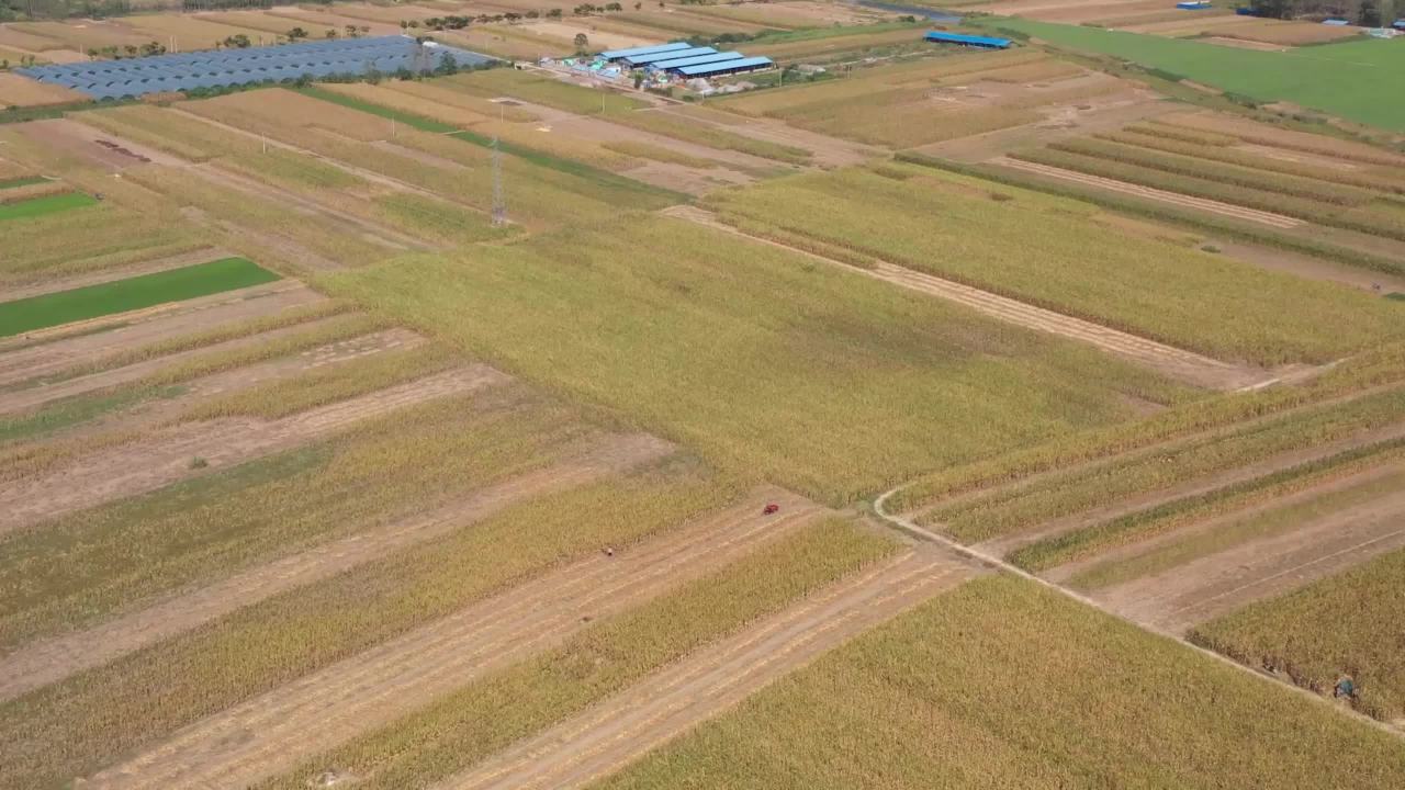 玉米地收割机
