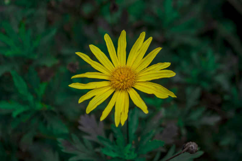 孤独的黄花