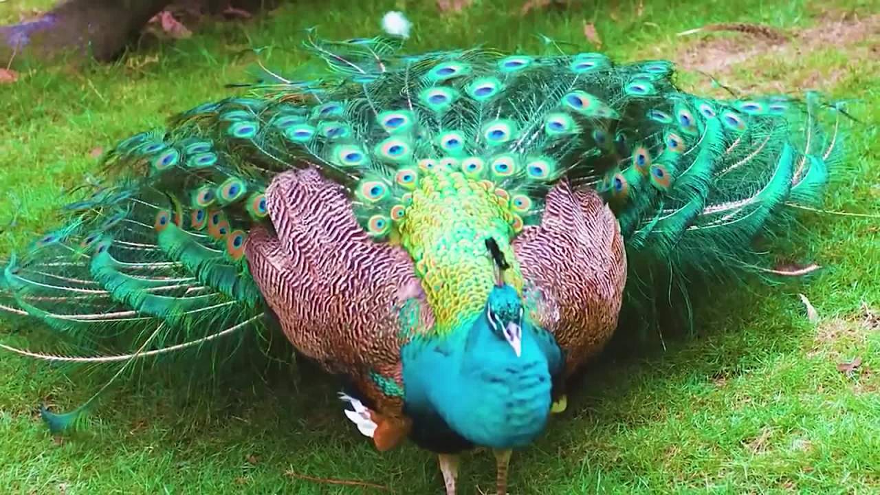 孔雀开屏