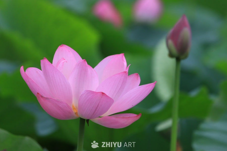 荷花 72