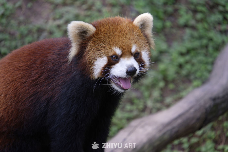 无敌可爱小熊猫