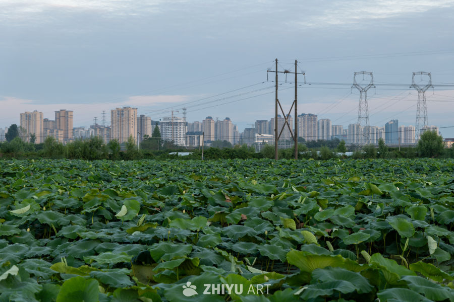 荷花 22