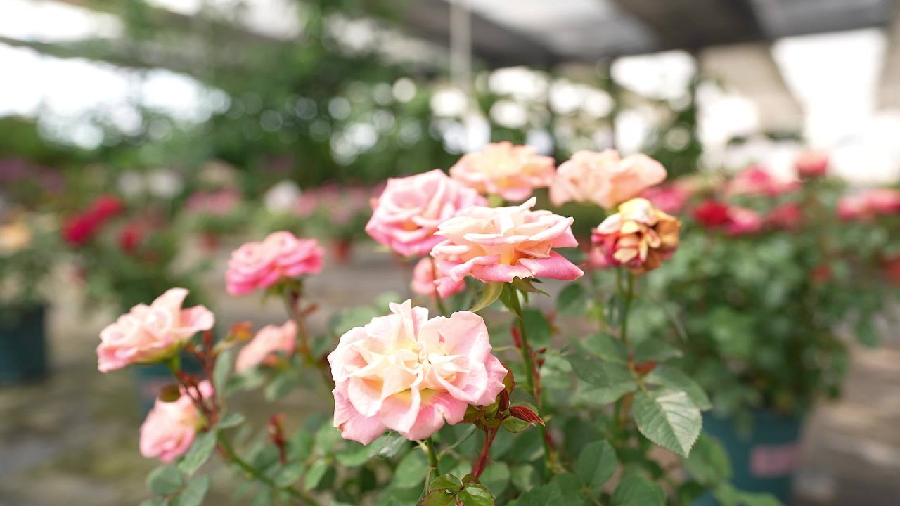 盆栽绿植花卉大棚