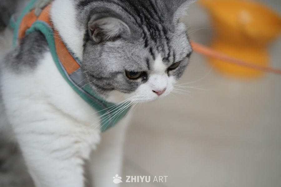 喵咪 8
