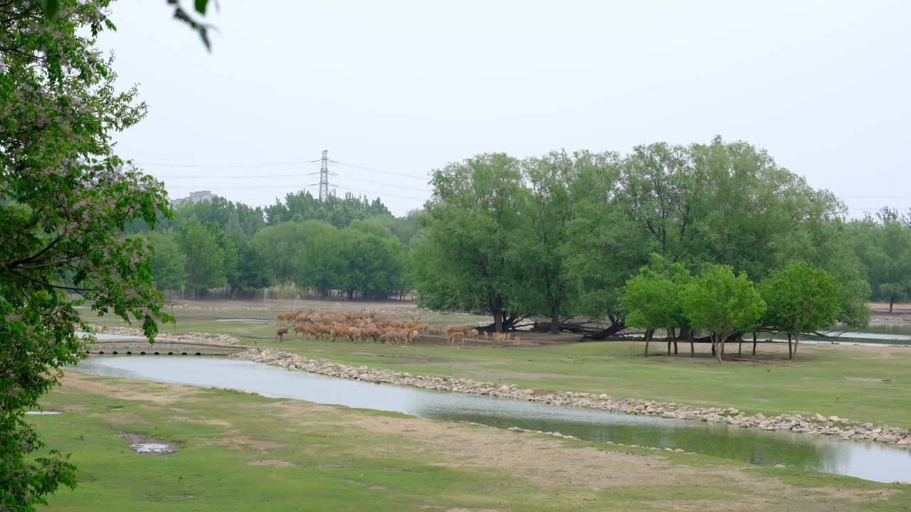 南海子公园 8