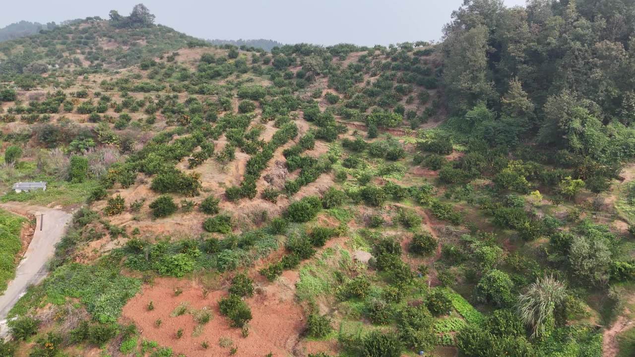 航拍山坡果园风光