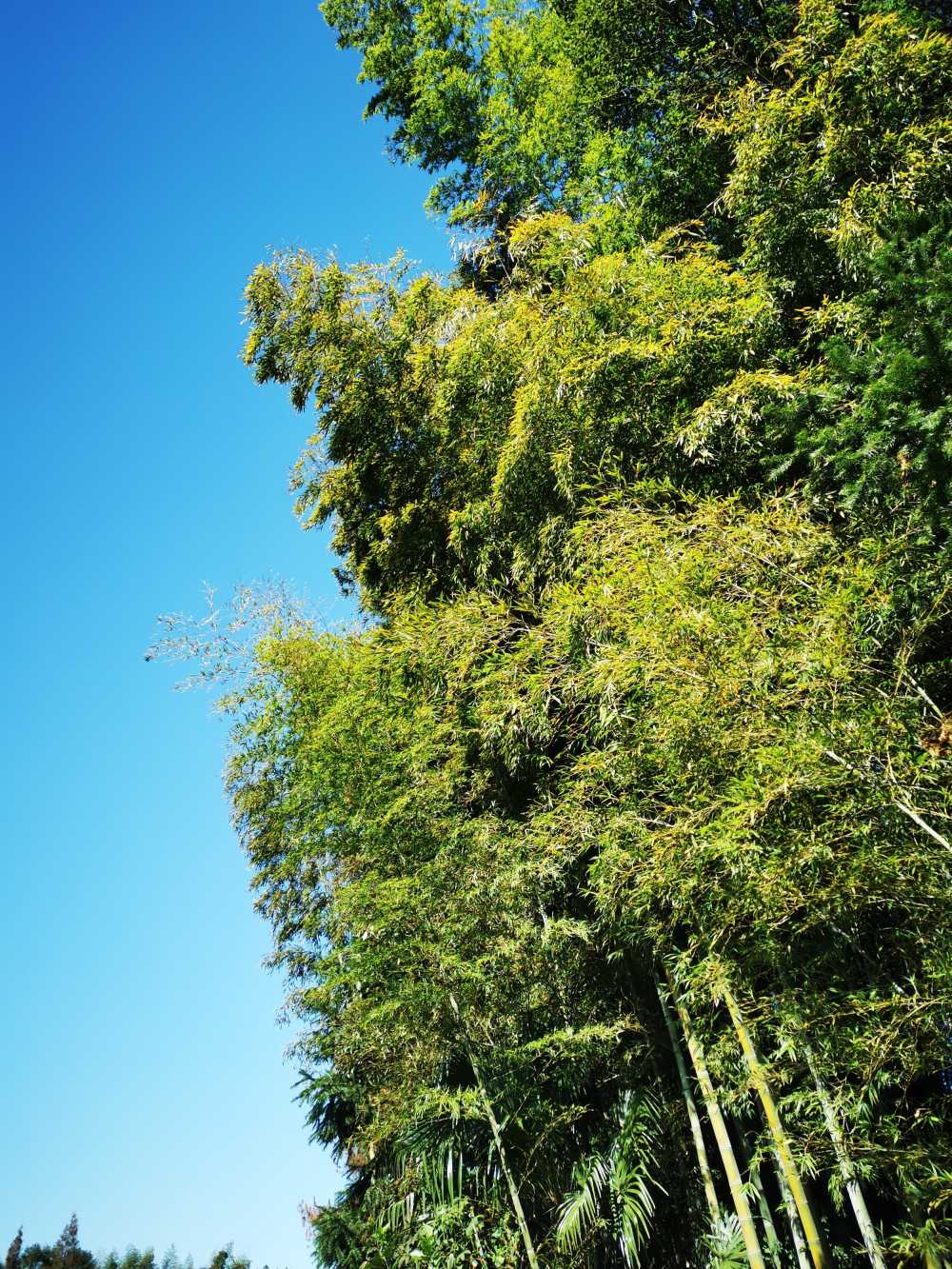 竹林