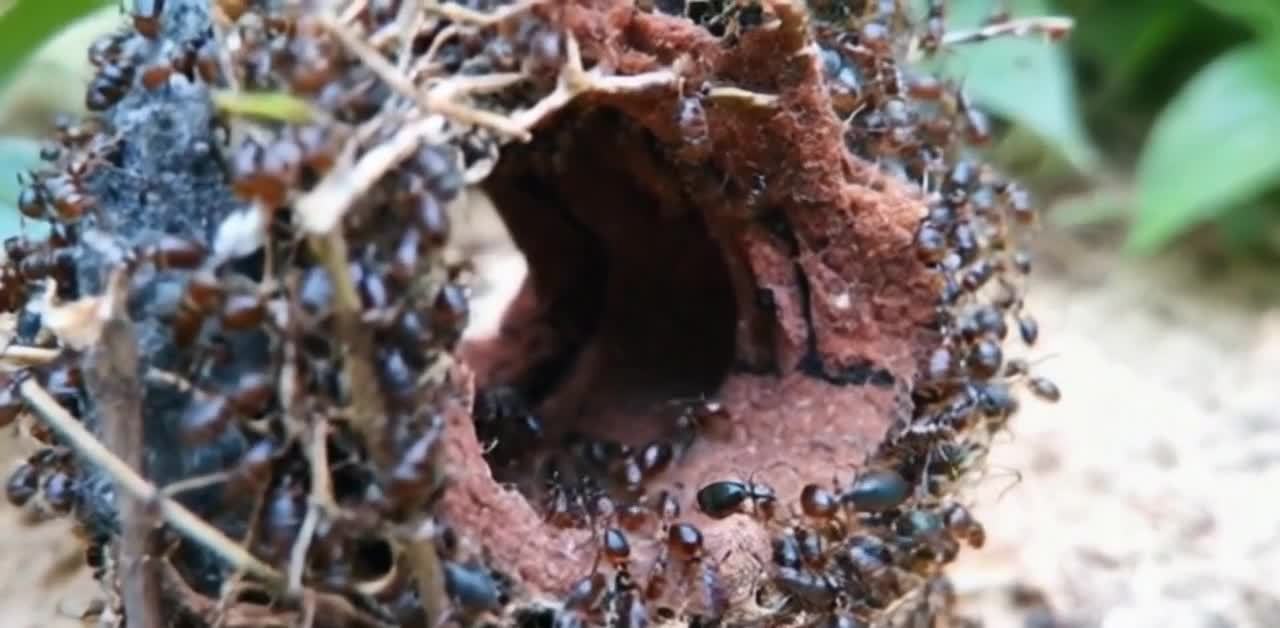 植被覆盖的蚁穴：聚集着大量黑棕色蚂蚁