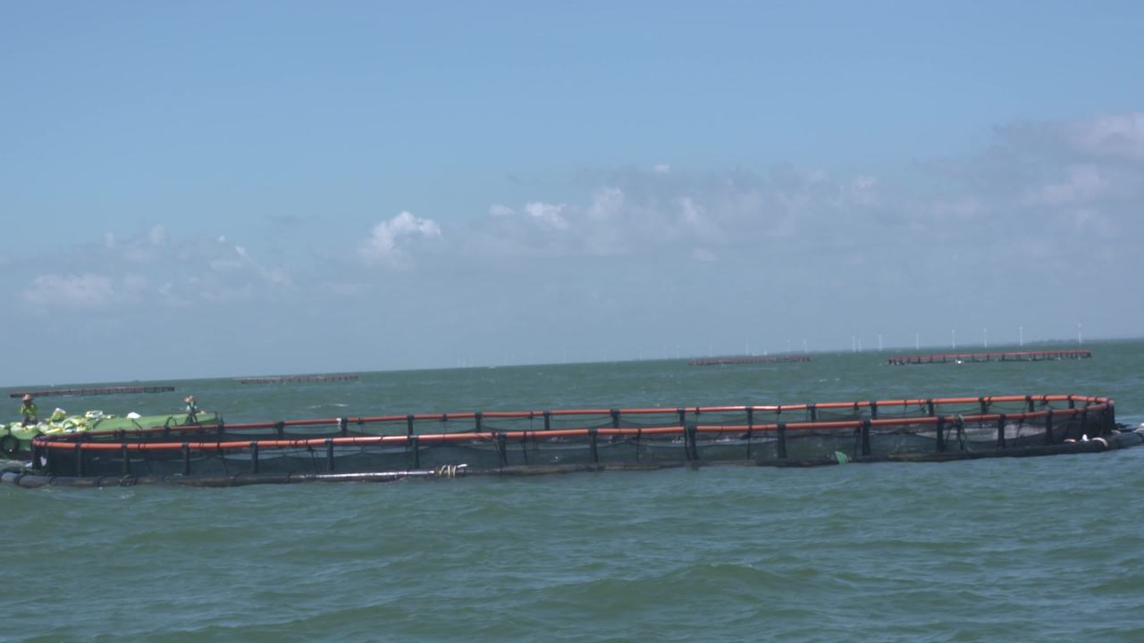 海洋牧场深海养殖
