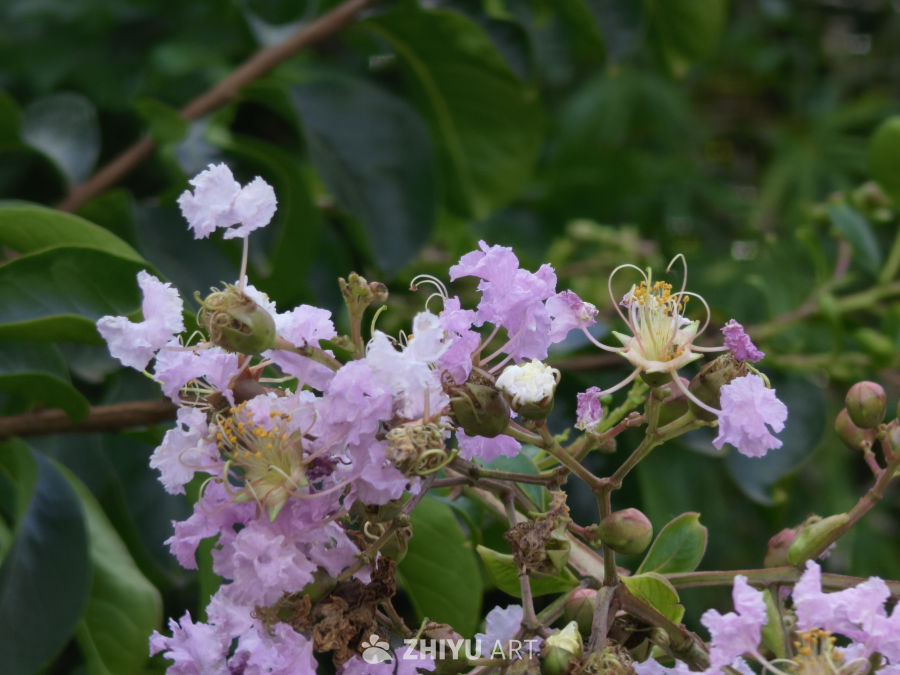 紫薇花开静谧时光