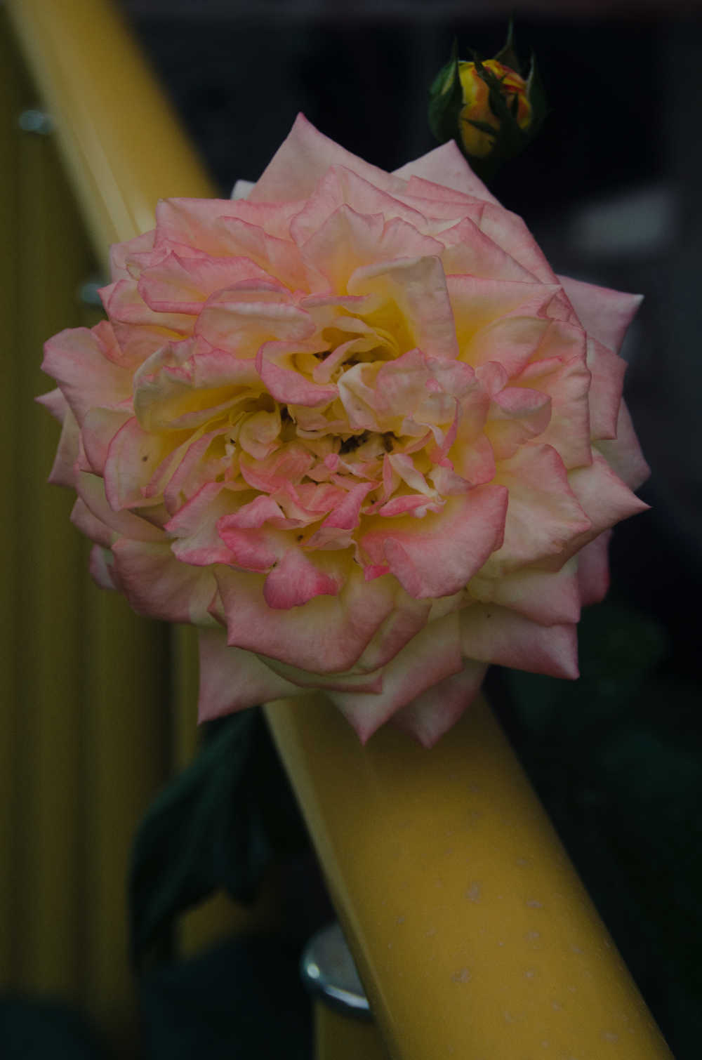 花朵