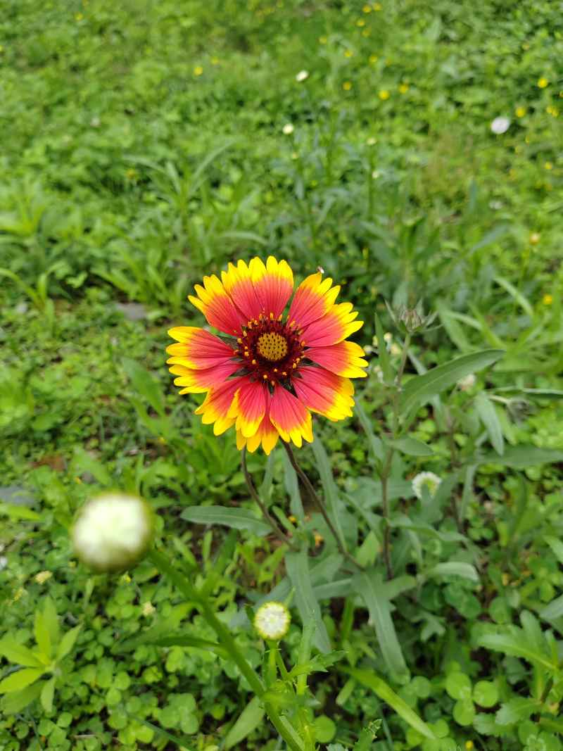 花