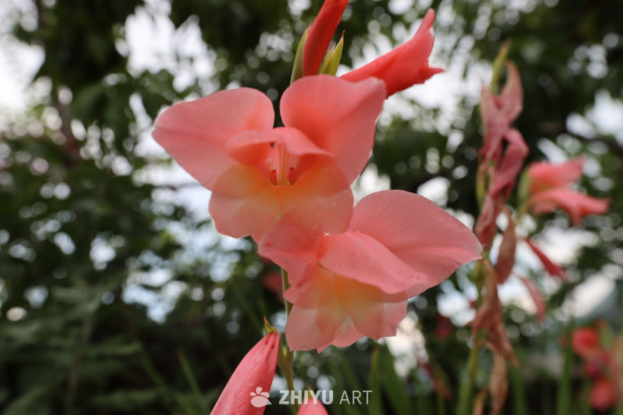 粉嫩花海的宁静时光