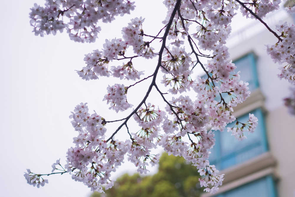 樱花季