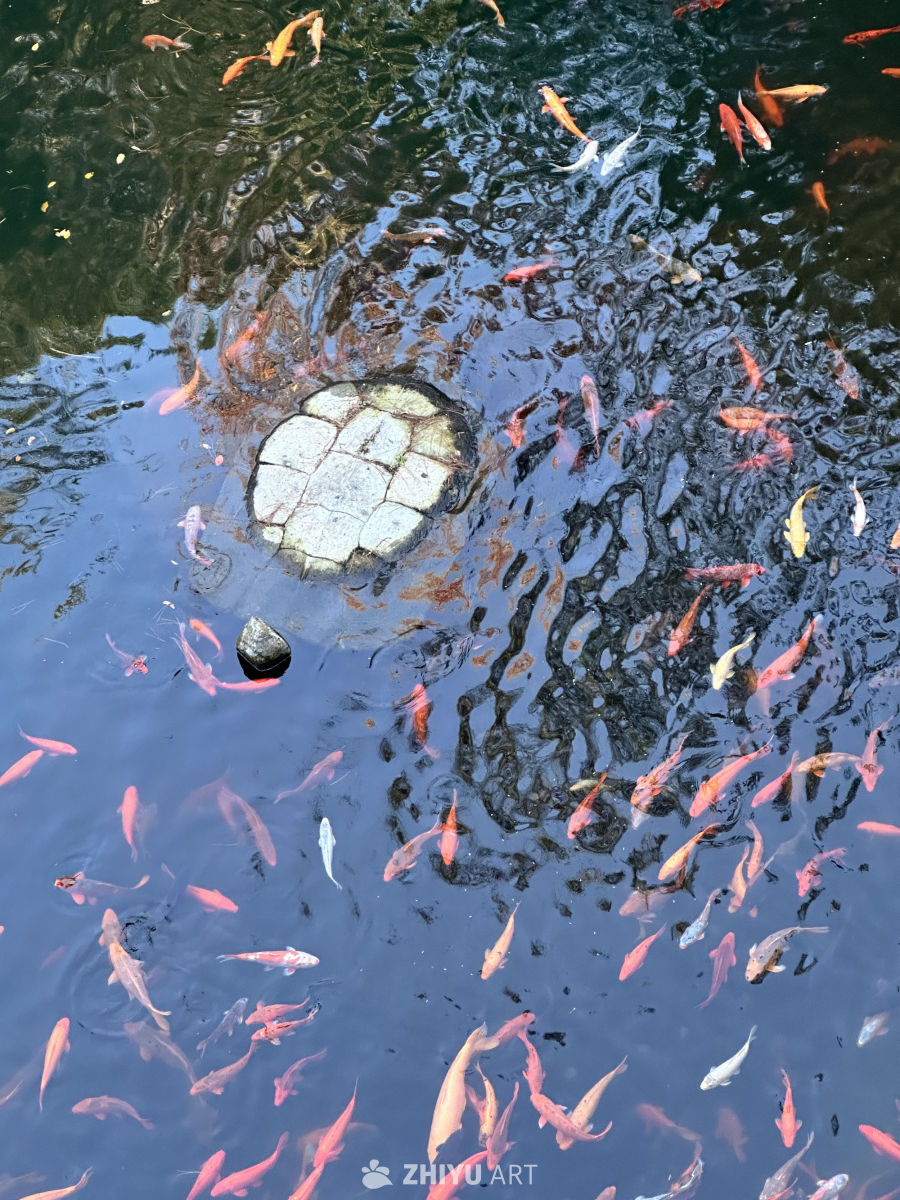 池塘锦鲤与乌龟悠游图