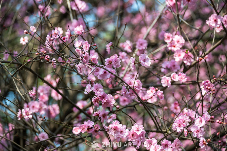 花开春来 2