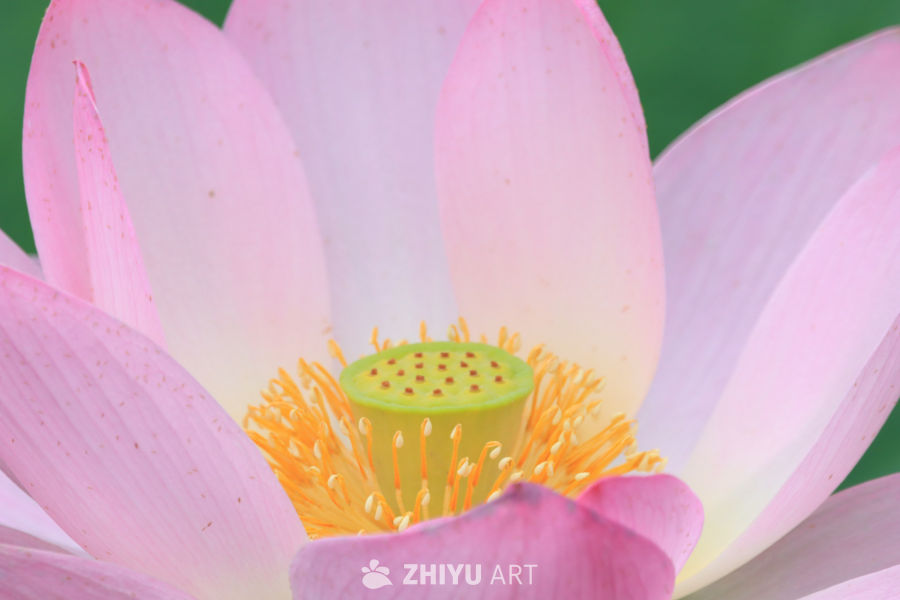 荷花 18