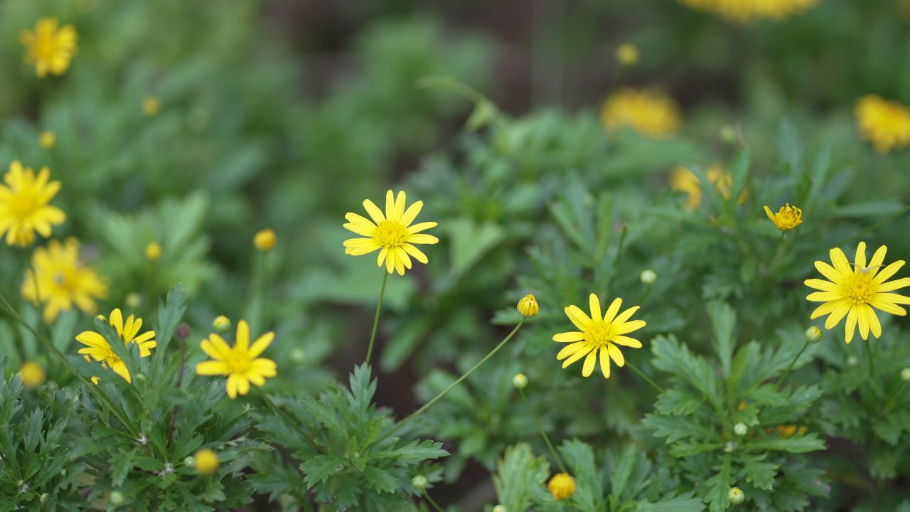 小黄花