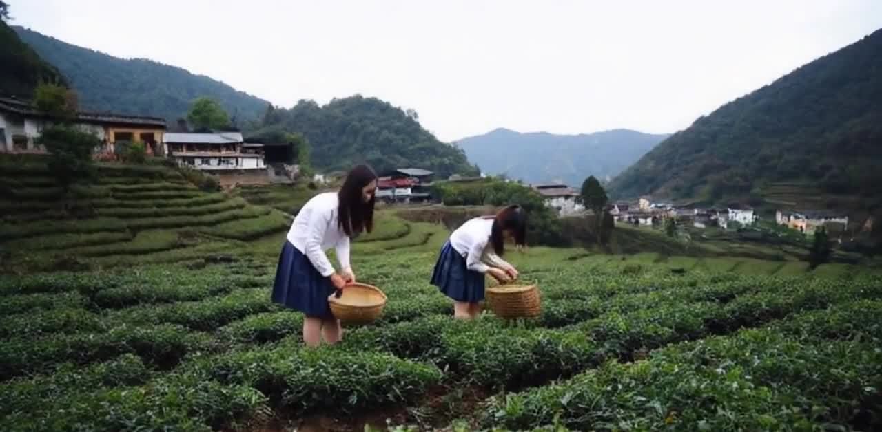 两名少女在茶园里采茶。茶园位于山坡上，呈现阶梯状。