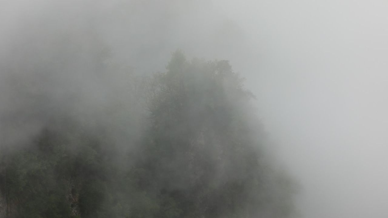 雾中森林
