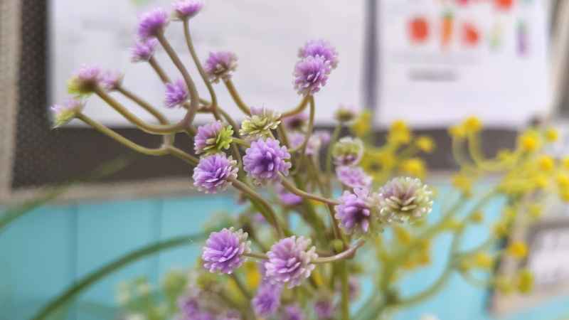 小紫花