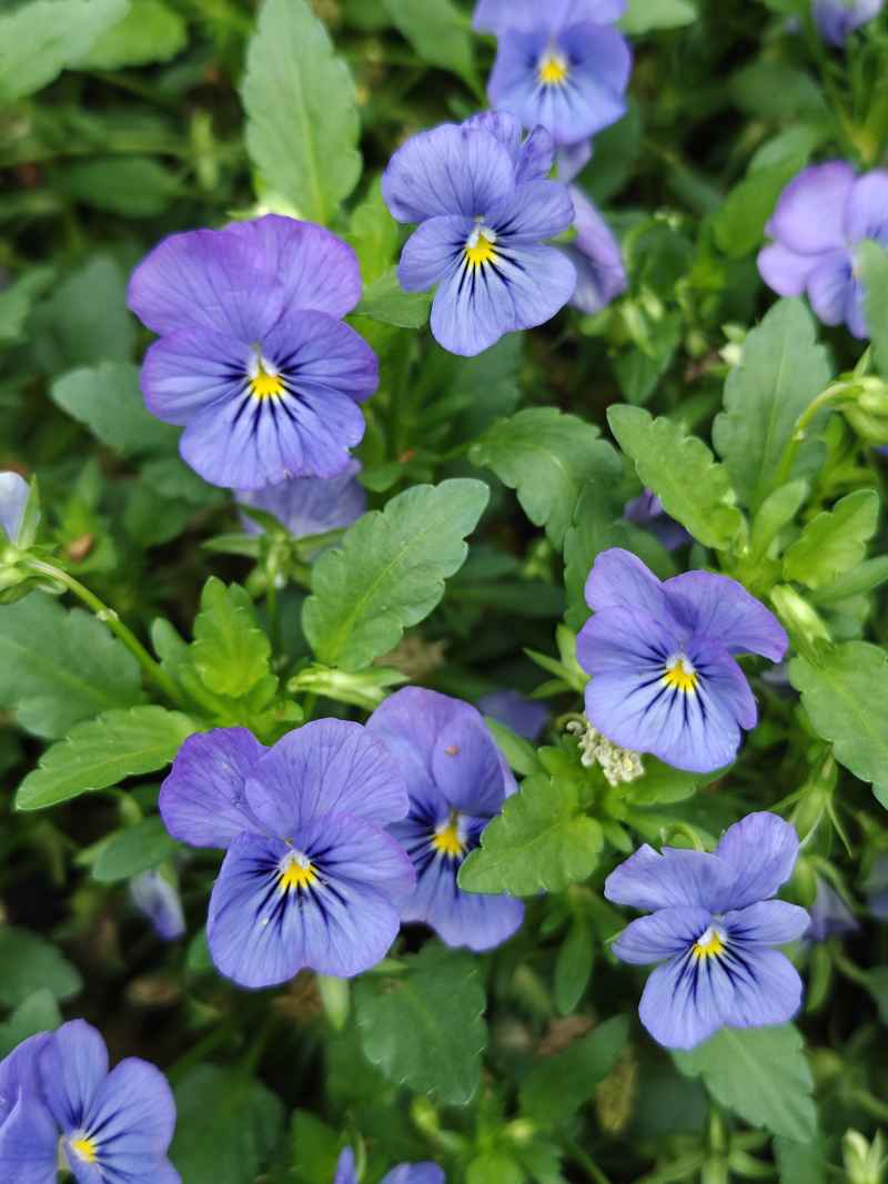 紫色花