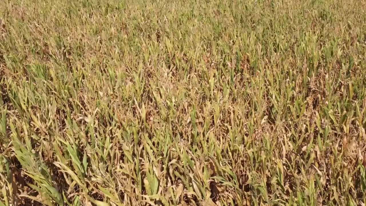 玉米地收割机