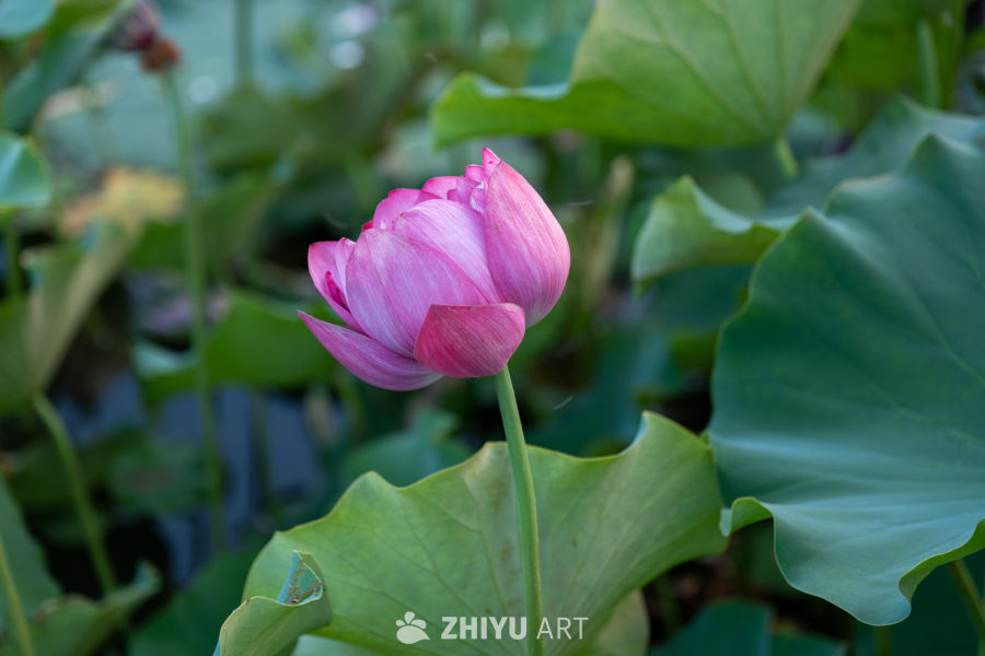 古楼荷花 49