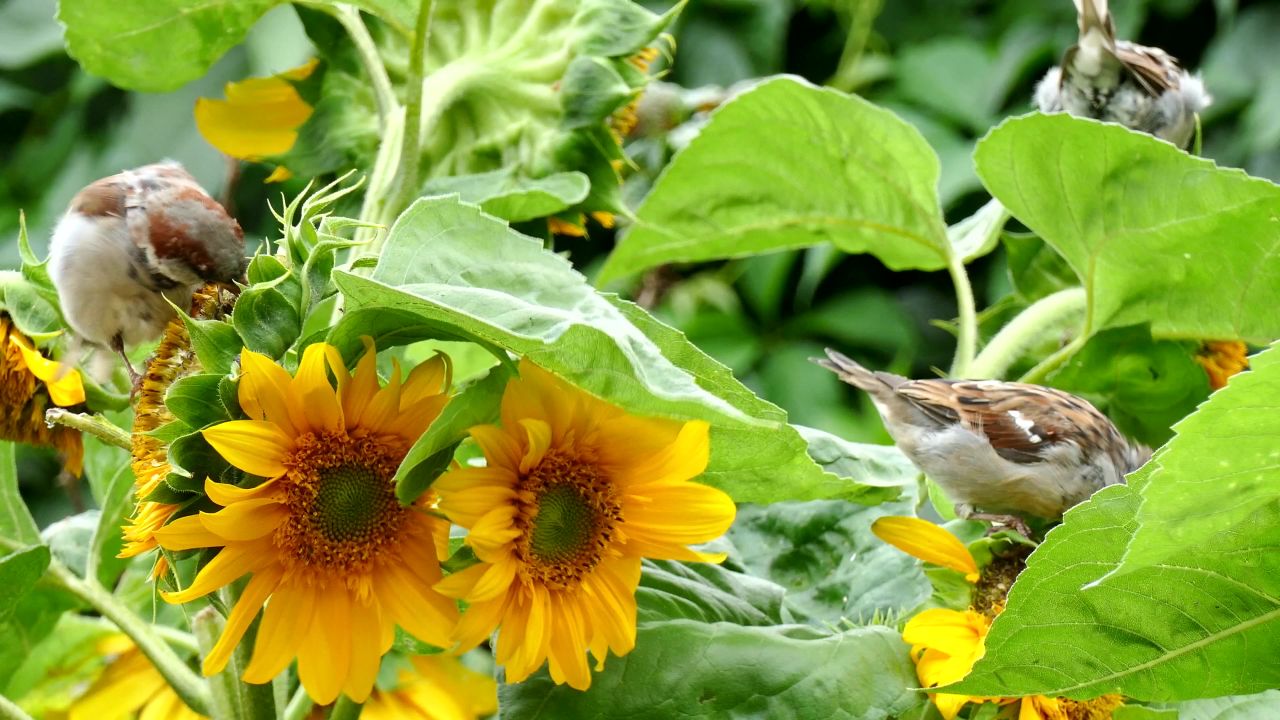 鸟麻雀向日葵觅食
