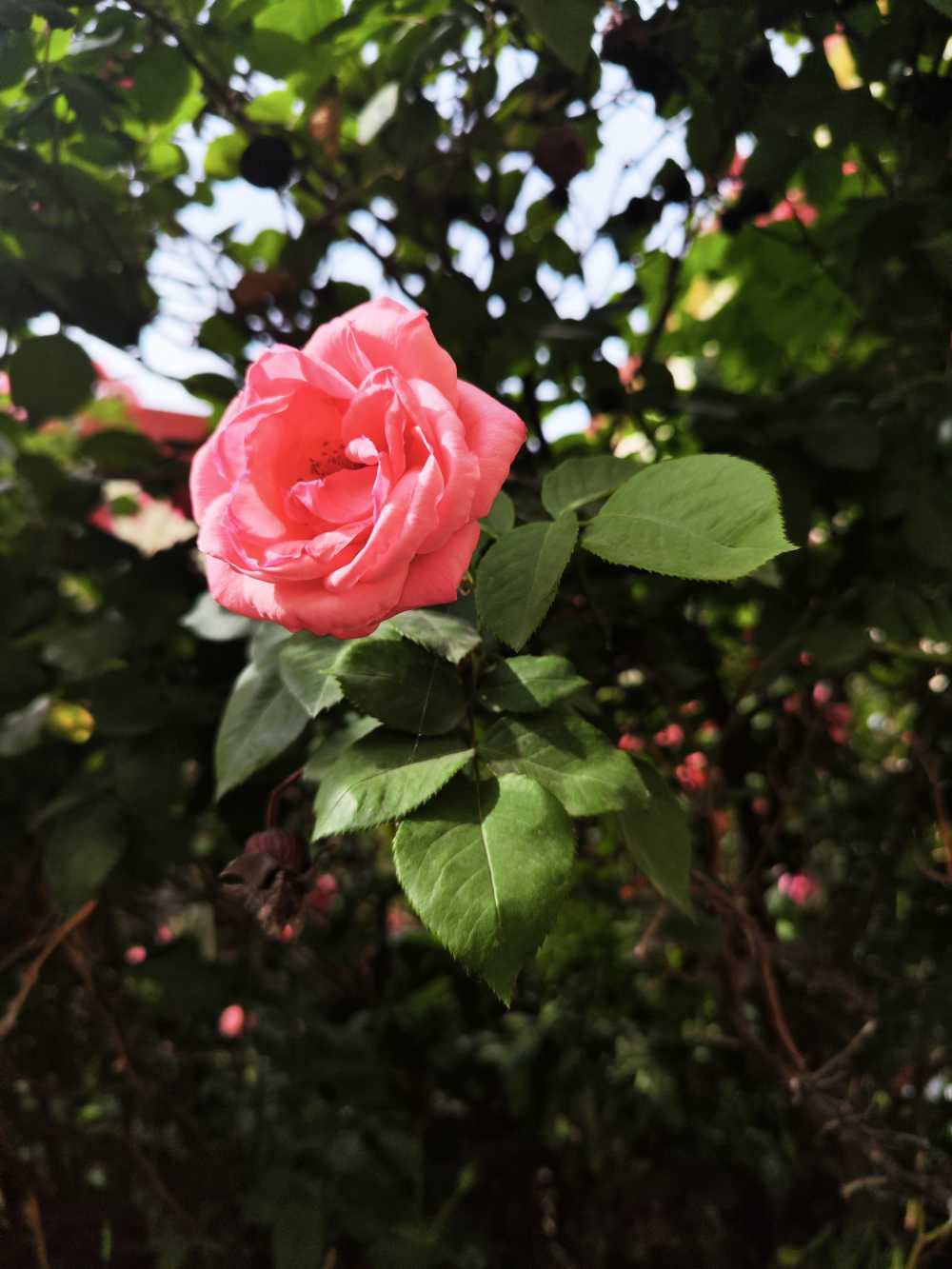 🌸