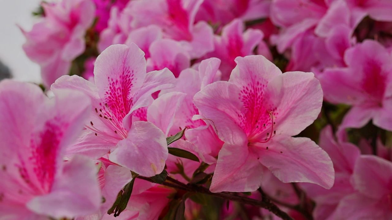 春暖花开杜鹃花盛开 2