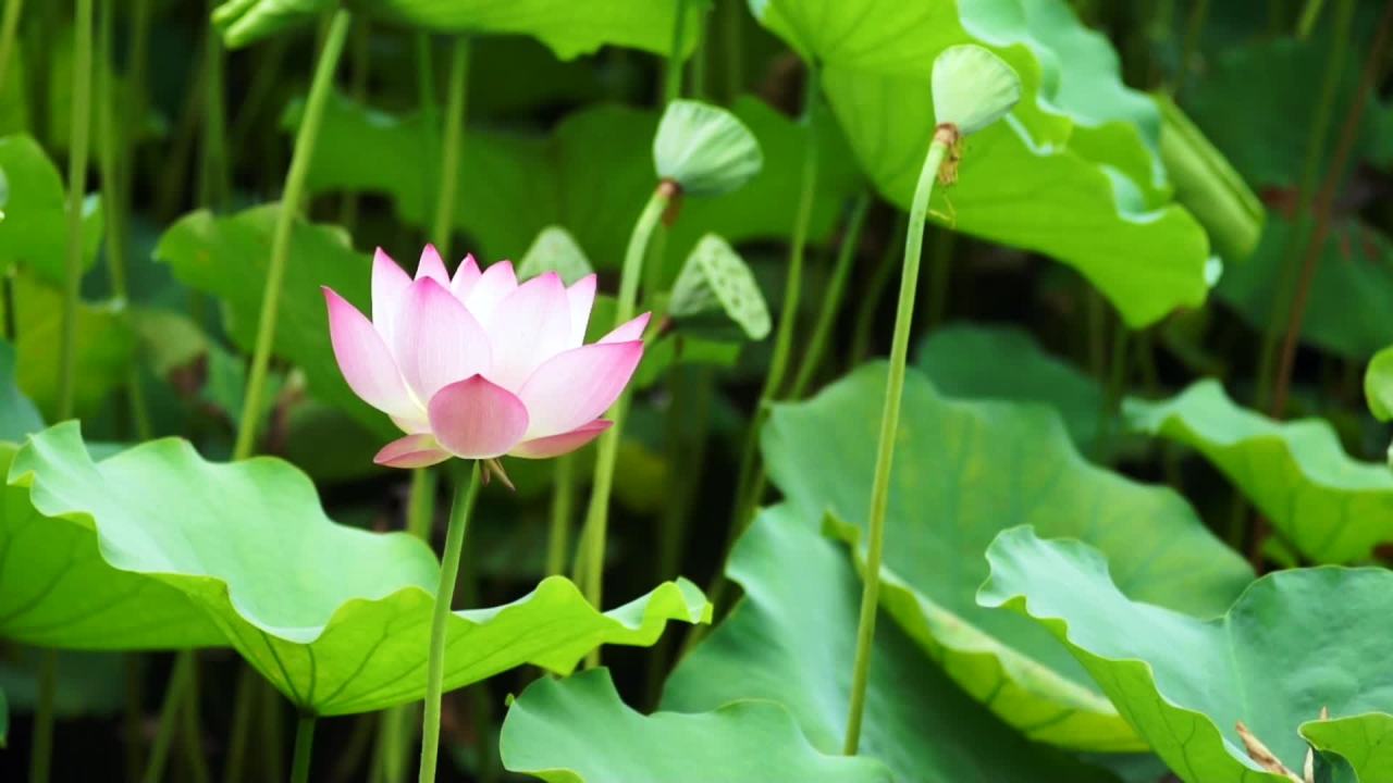 荷花 2
