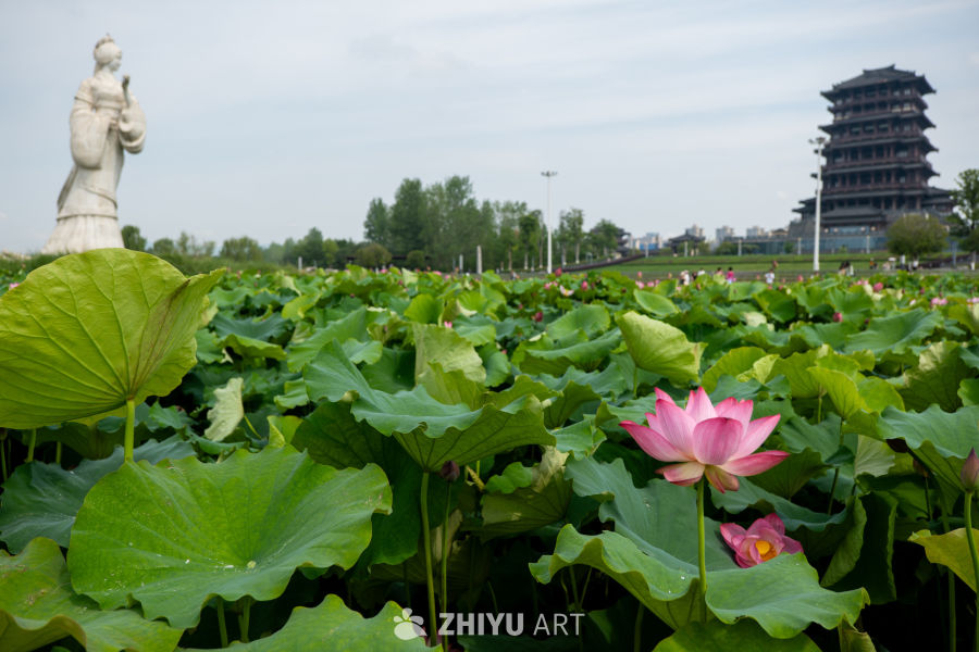 荷花 153