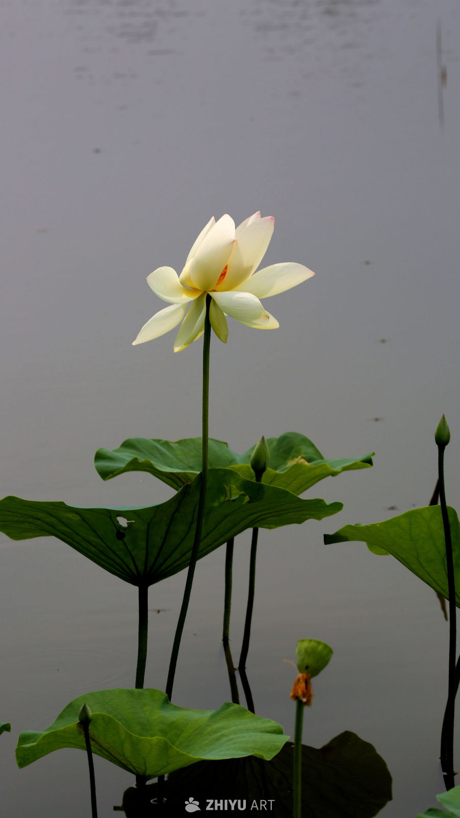 静谧的莲花