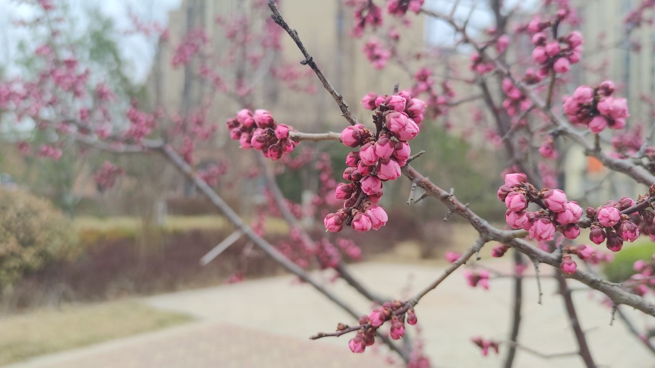 春景