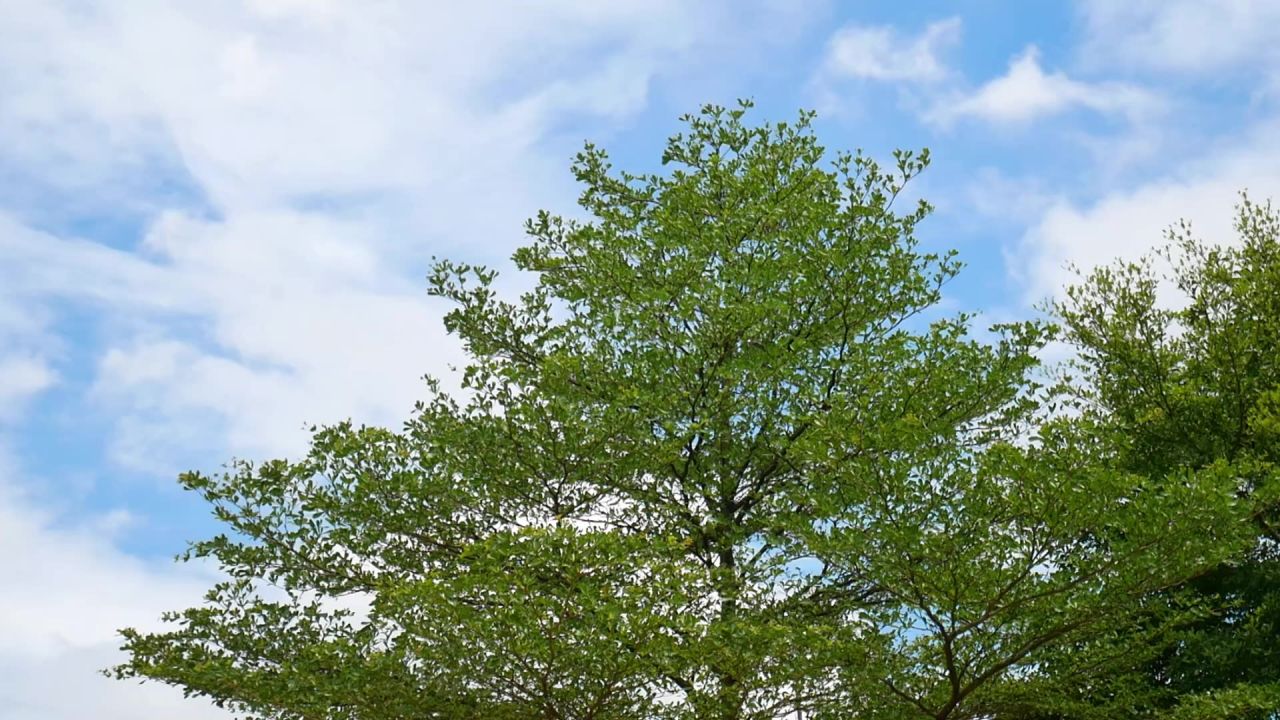 蓝天鸟语小叶榄仁