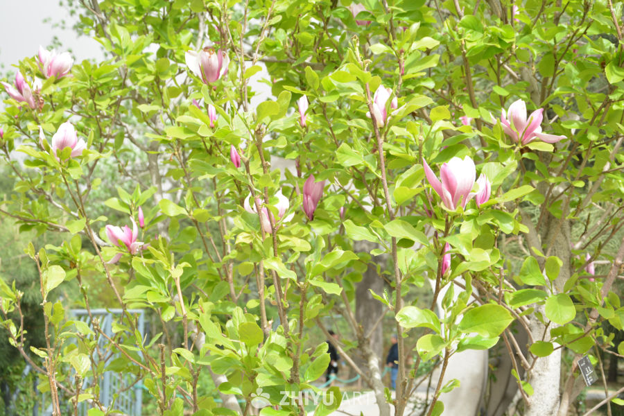 紫色玉兰花