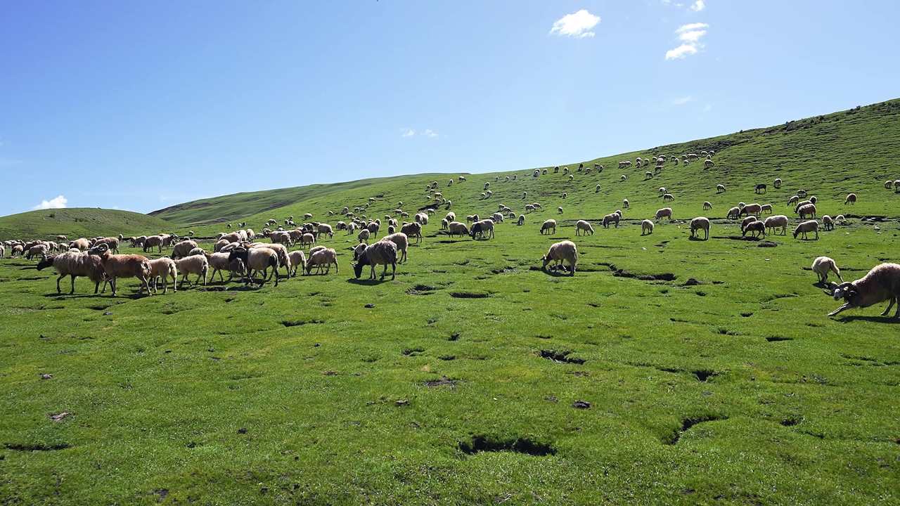 广阔草原上放牧牛羊的人群