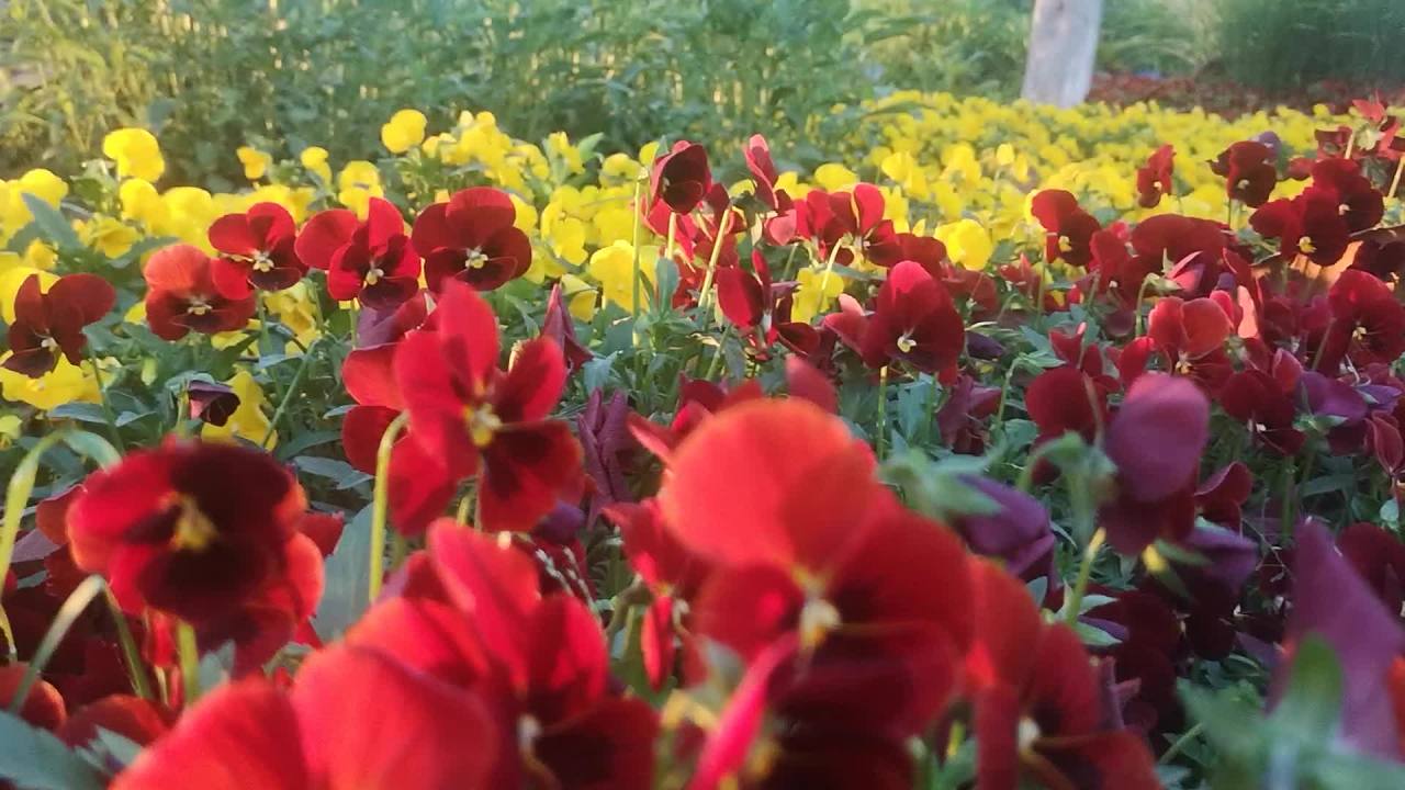 花海中的宁静时光