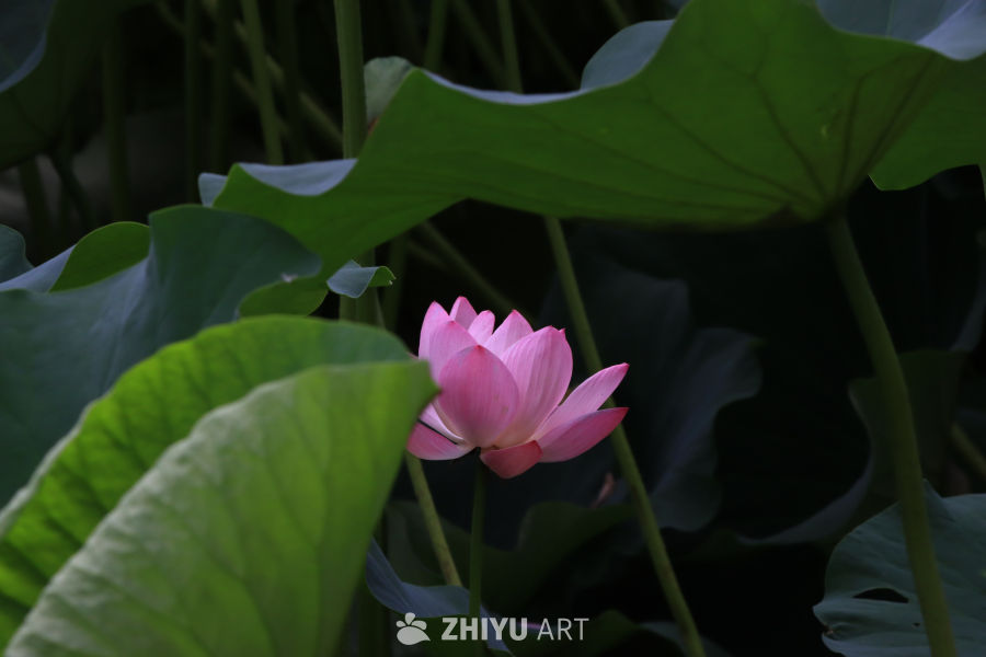 荷花 78