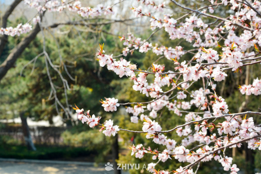 春花山桃