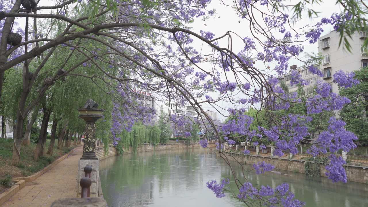 紫花树下的静谧河流