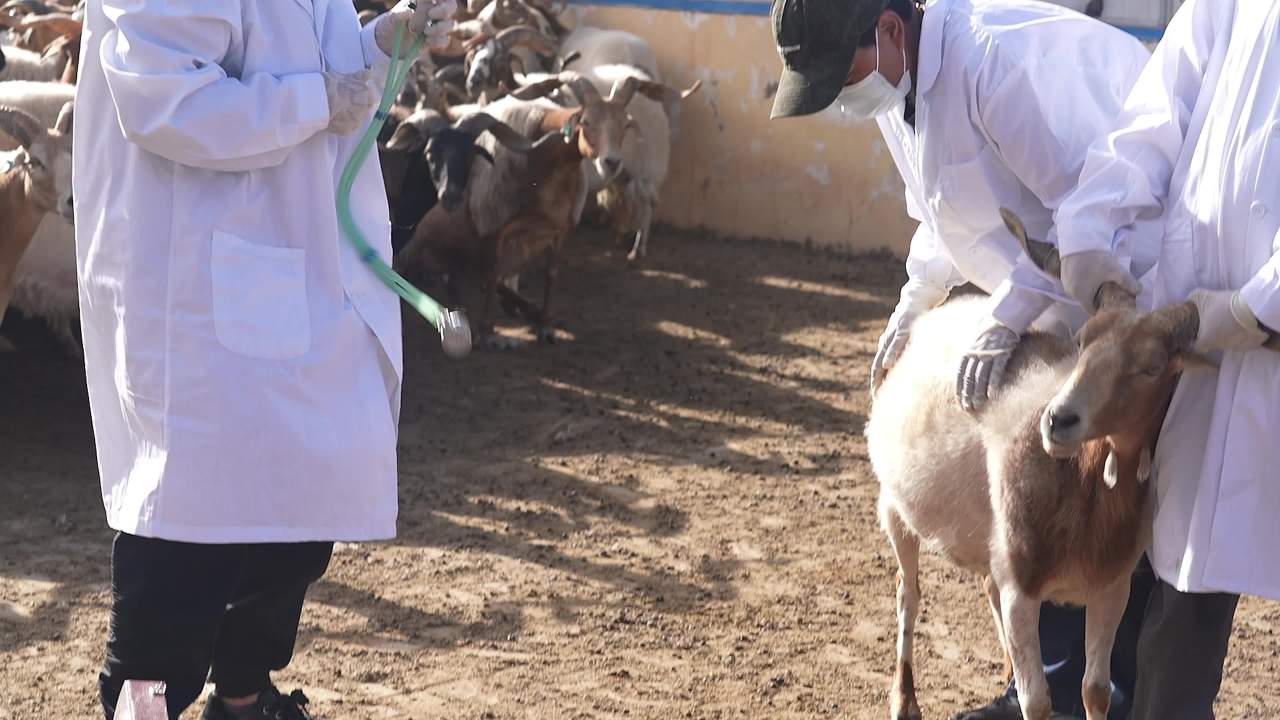 养殖场兽医防疫工作