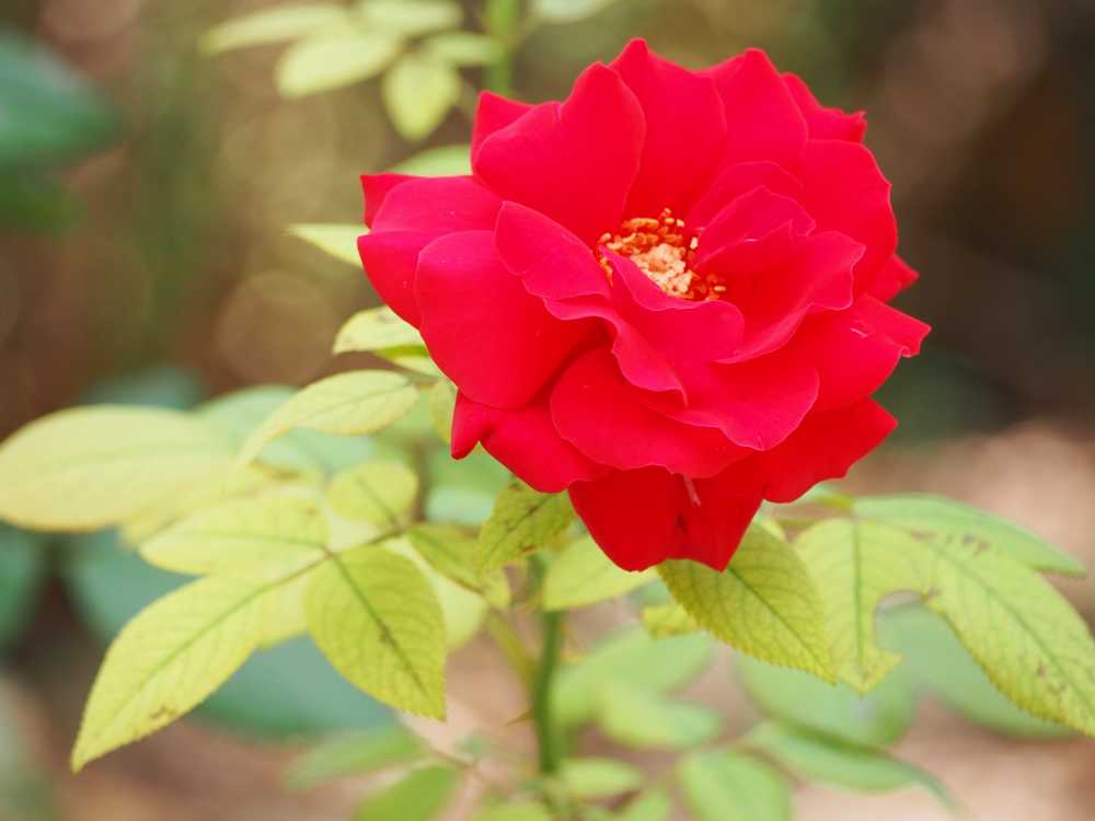 月季花