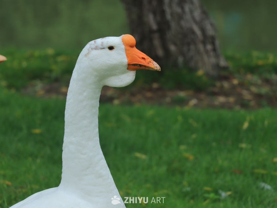 白鹅在绿草地上