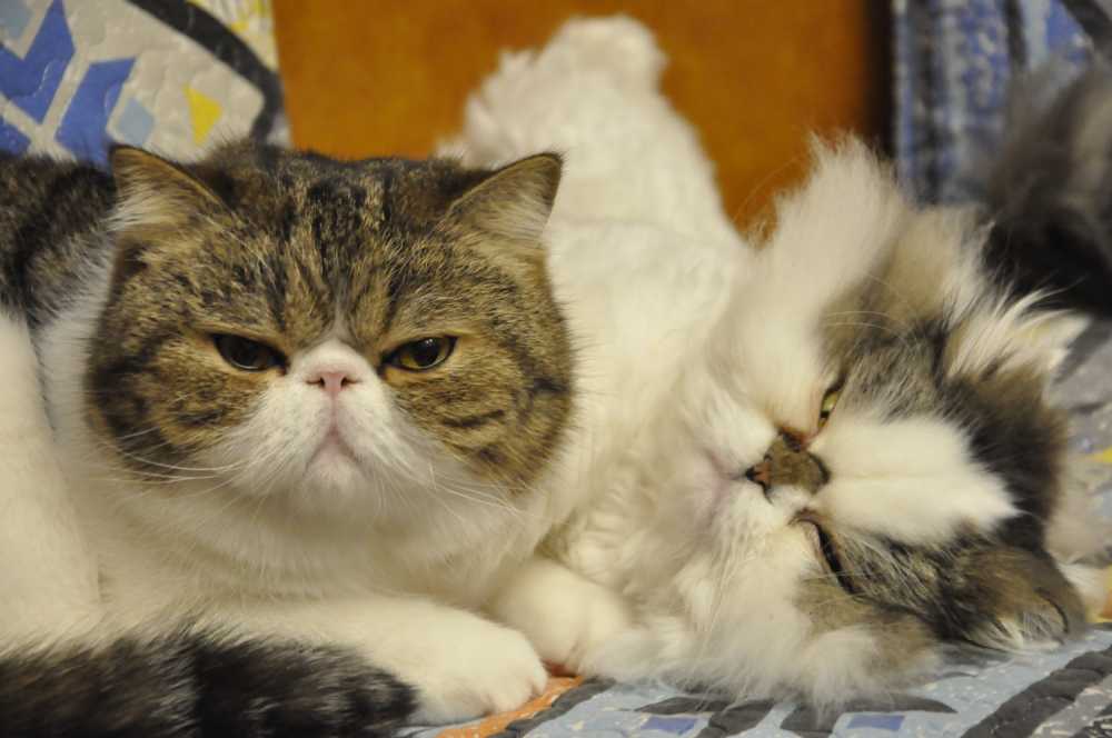猫