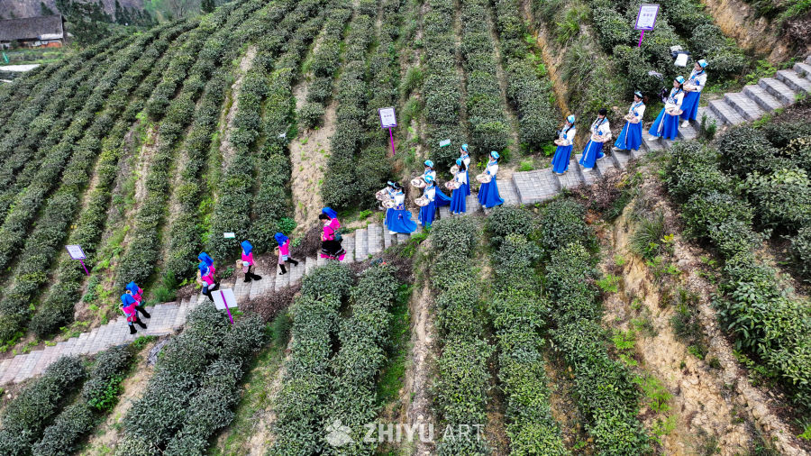 少数民族茶山采茶 13