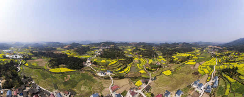 美丽乡村田园金黄油菜花全景图