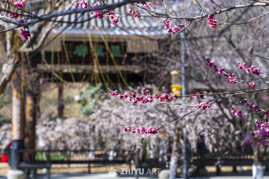  梅花 5